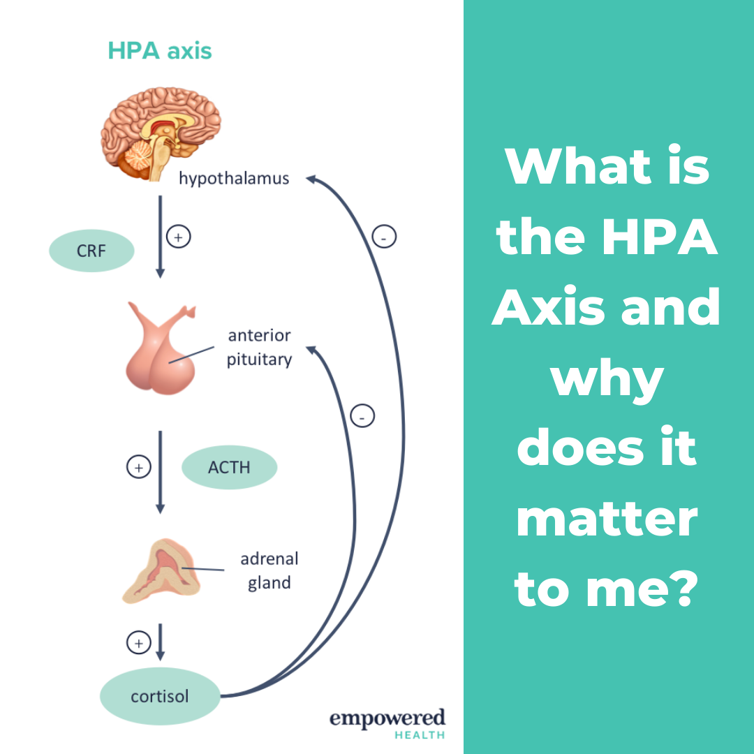 What Is The Hpa Axis Part 1 Empowered Health Institute